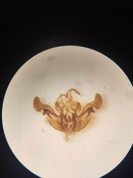 Amphipoea oculea  - Thomas Lux