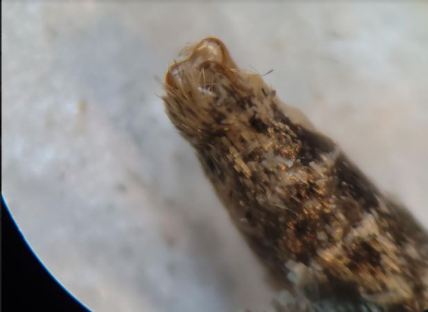 Xanthorhoe spadicearia  - Thomas Lux