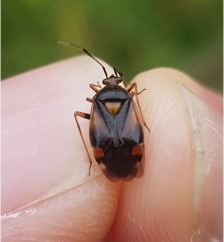 Deraeocoris ruber  - Thomas Lux