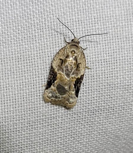 Acleris lacordairana  - Thomas Lux