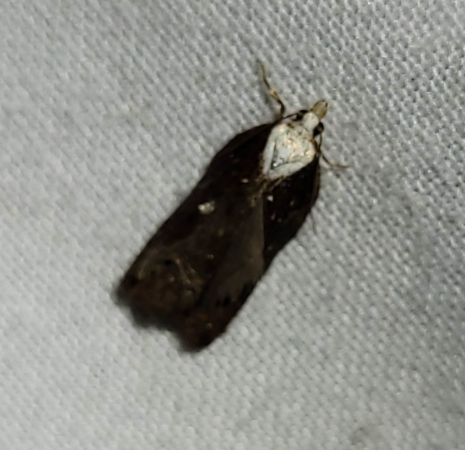 Acleris cristana  - Thomas Lux