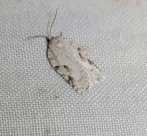 Acleris logiana  - Thomas Lux