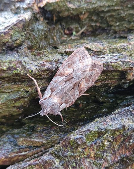 Lithophane furcifera  - Thomas Lux