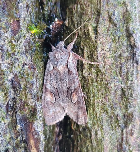 Lithophane furcifera  - Thomas Lux
