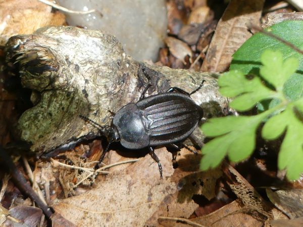 Silpha carinata 