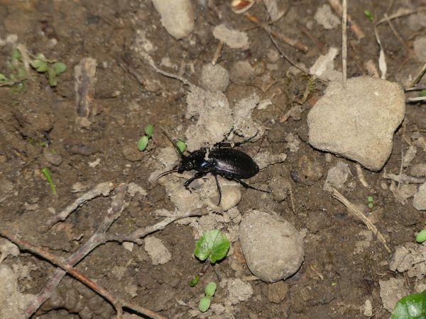 Carabe des bois 