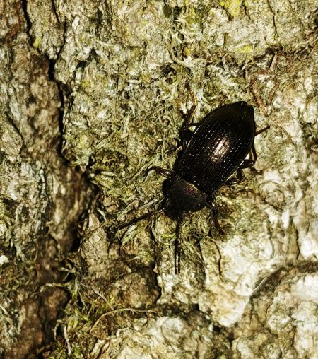Stenomax aeneus 
