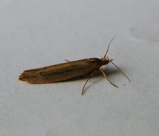Ypsolopha ustella 
