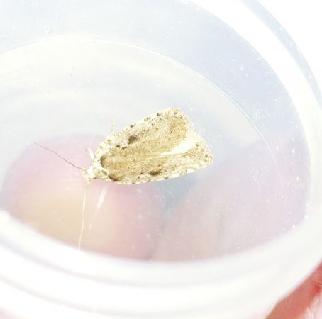 Agonopterix ocellana 
