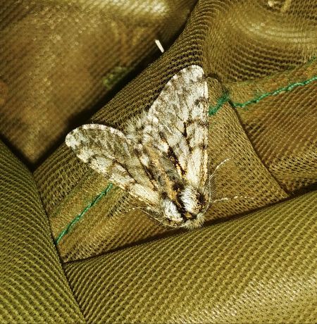 Lycia pomonaria 