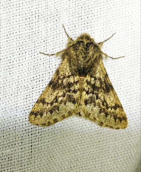 Apocheima hispidaria 