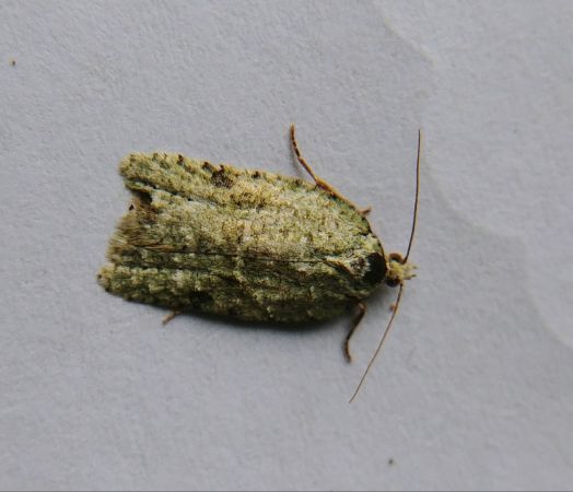 Acleris literana 