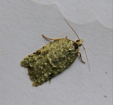 Acleris literana 