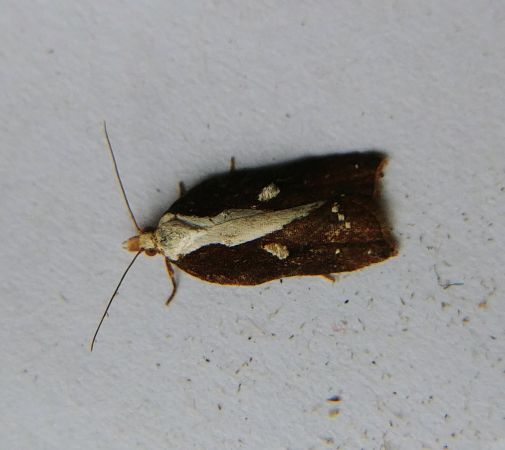Acleris cristana 