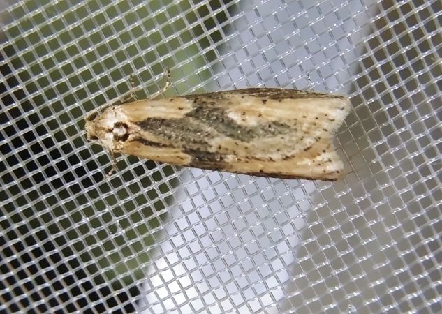 Doloploca punctulana 