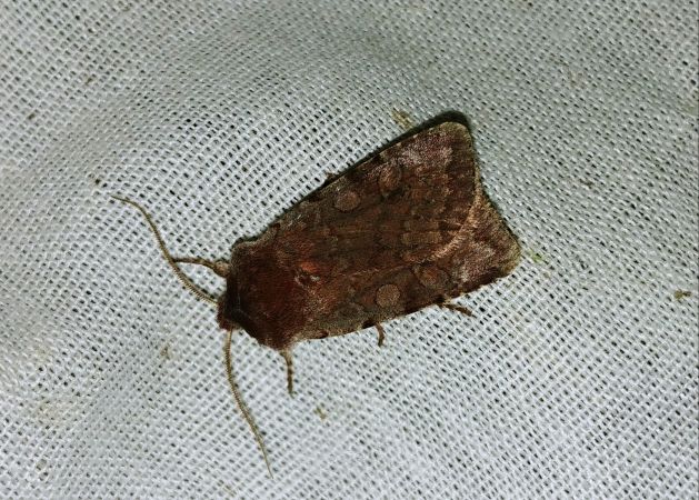 Cerastis rubricosa 