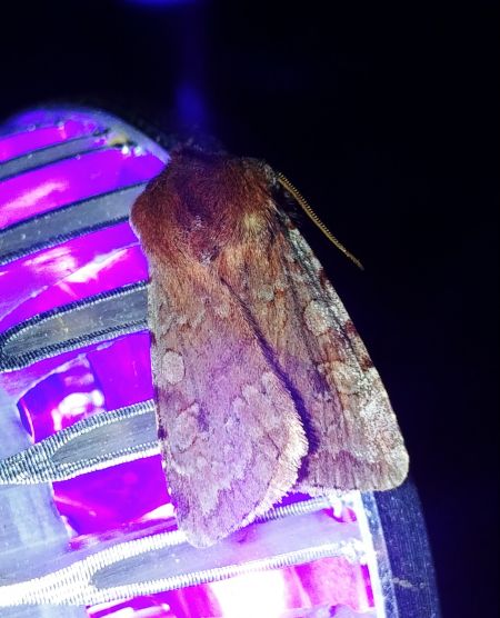 Cerastis rubricosa 