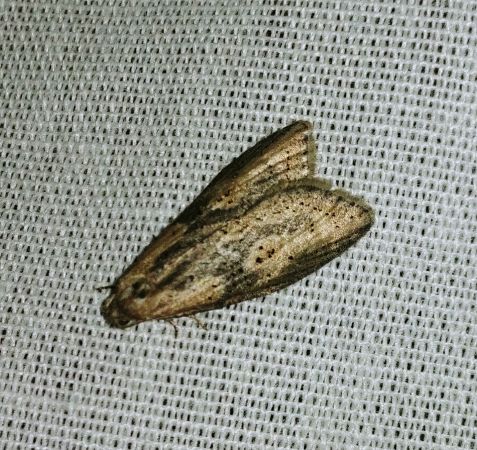 Doloploca punctulana 