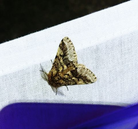 Lycia hirtaria 