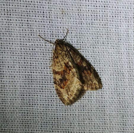Trichopteryx polycommata 