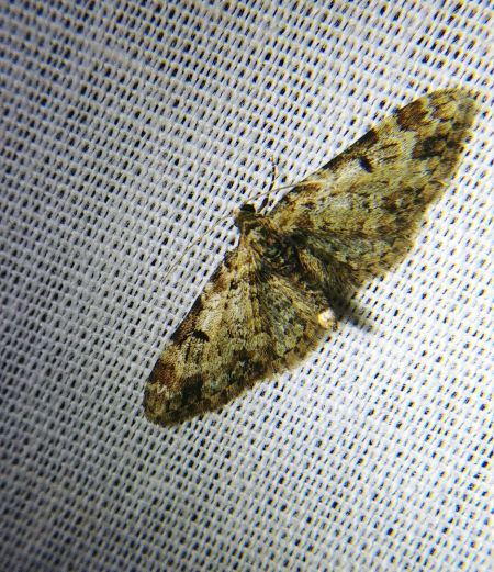 Eupithecia irriguata 