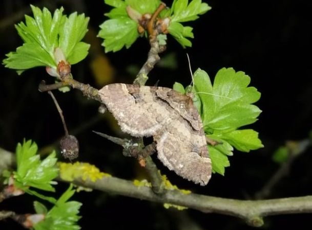 Cidarie baie  - Bufo Fizesan (Bufo)