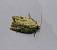 Acleris literana 