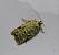 Acleris literana 