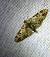 Eupithecia irriguata 