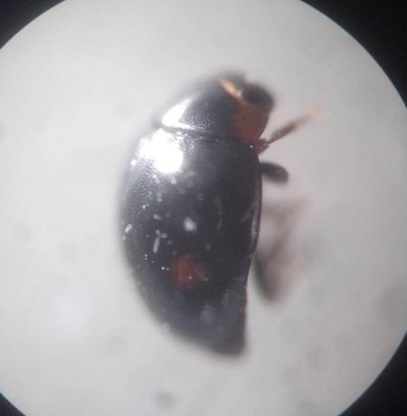 Hyperaspis campestris  - Thomas Lux
