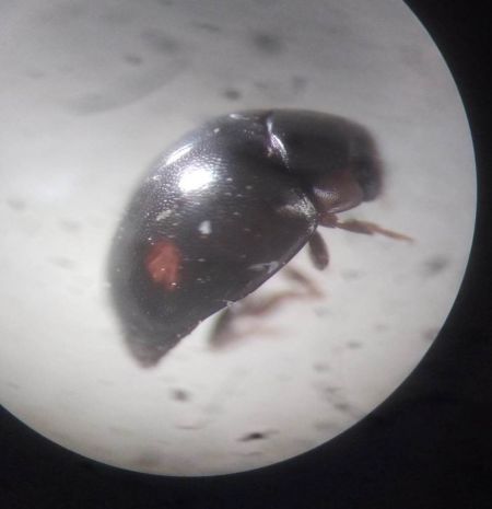 Hyperaspis campestris  - Thomas Lux