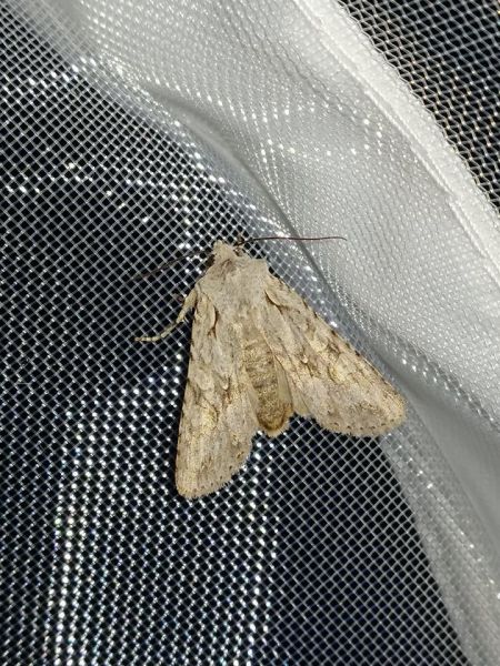 Lithophane ornitopus  - Alain Fizesan