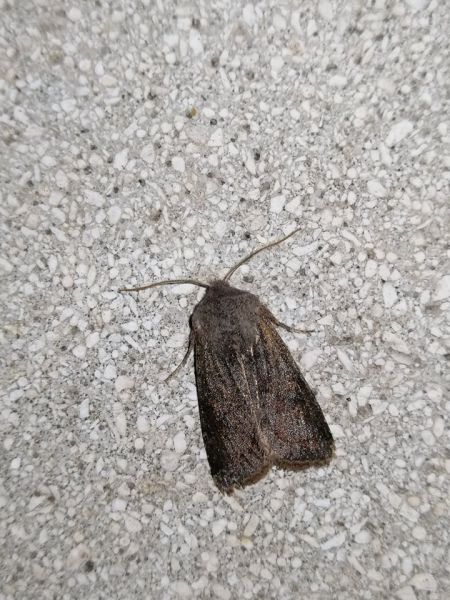 Orthosia sp.  - Alain Fizesan