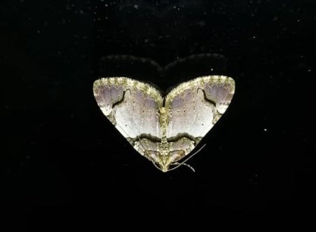 Anticlea derivata  - Alain Fizesan
