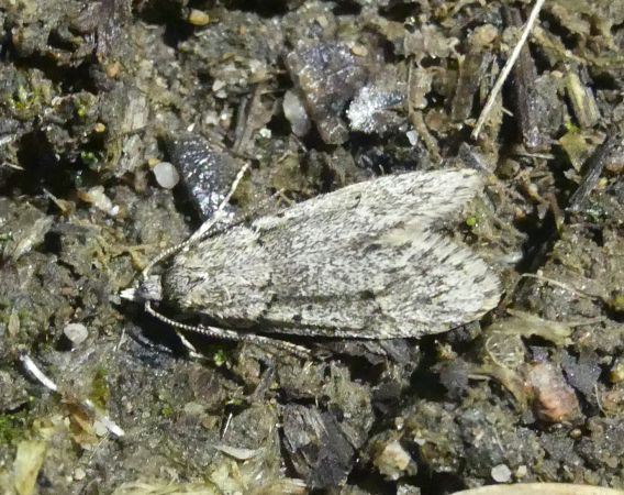 Diurnea fagella  - Bufo Fizesan (Bufo)