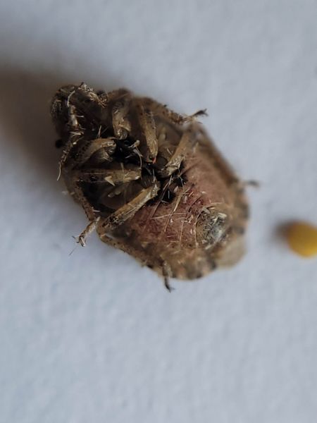 Sciocoris macrocephalus  - Thomas Lux