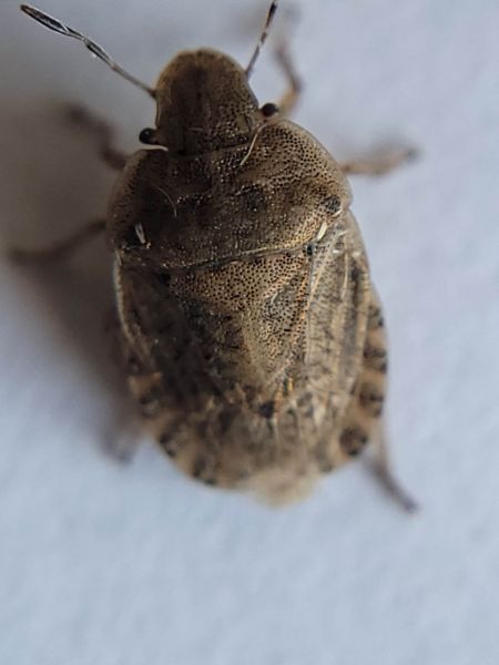 Sciocoris macrocephalus  - Thomas Lux