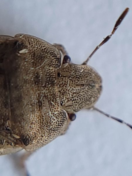 Sciocoris macrocephalus  - Thomas Lux