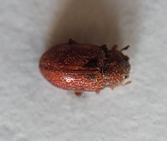 Coccidula rufa  - Thomas Lux
