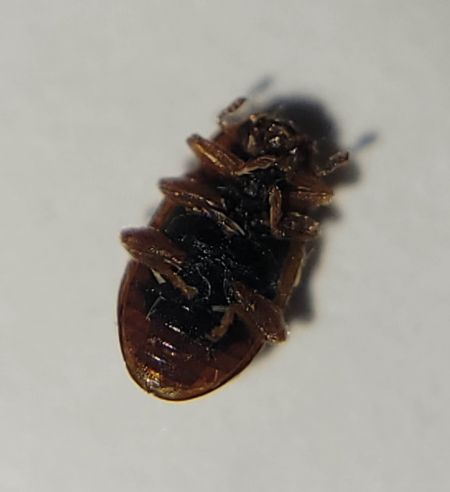 Coccidula rufa  - Thomas Lux