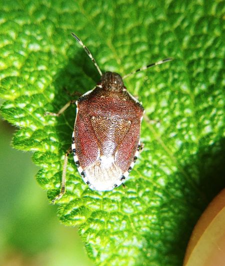 Holcostethus sphacelatus 