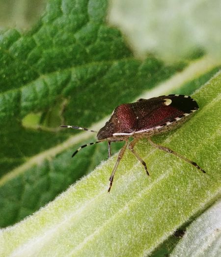 Holcostethus sphacelatus 