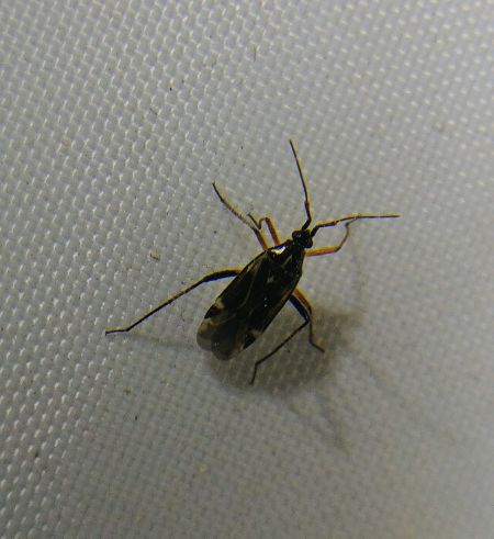 Harpocera thoracica 