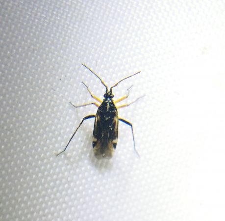 Harpocera thoracica 