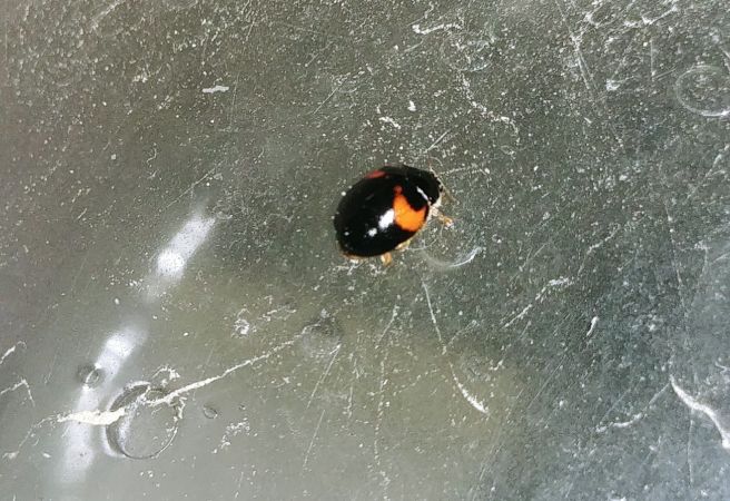 Coccinelle à dix points 