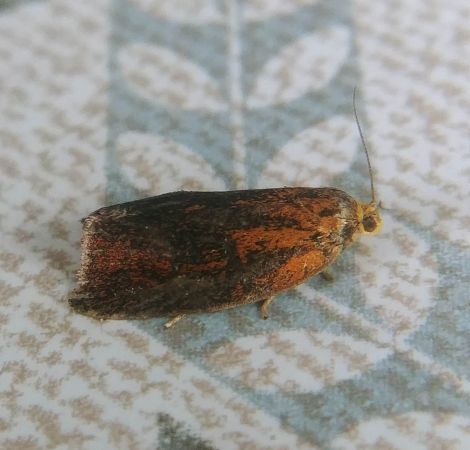 Ptycholoma lecheana 