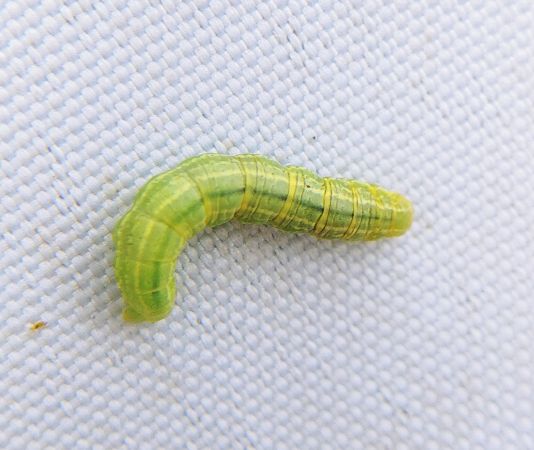 Operophtera brumata 