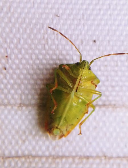 Elasmostethus minor 