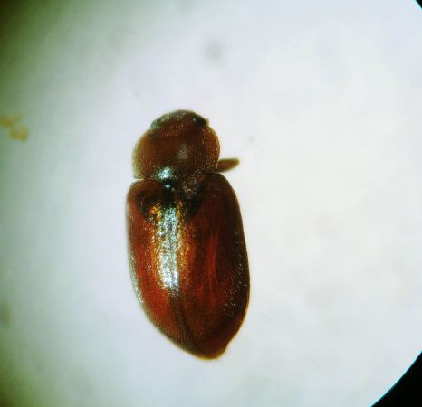 Coccidula rufa 