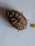 Sciocoris macrocephalus  - Thomas Lux